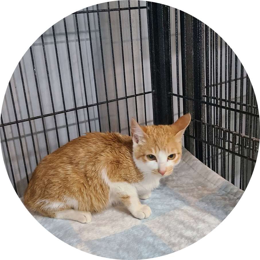 군산유기동물보호센터_445467202402502