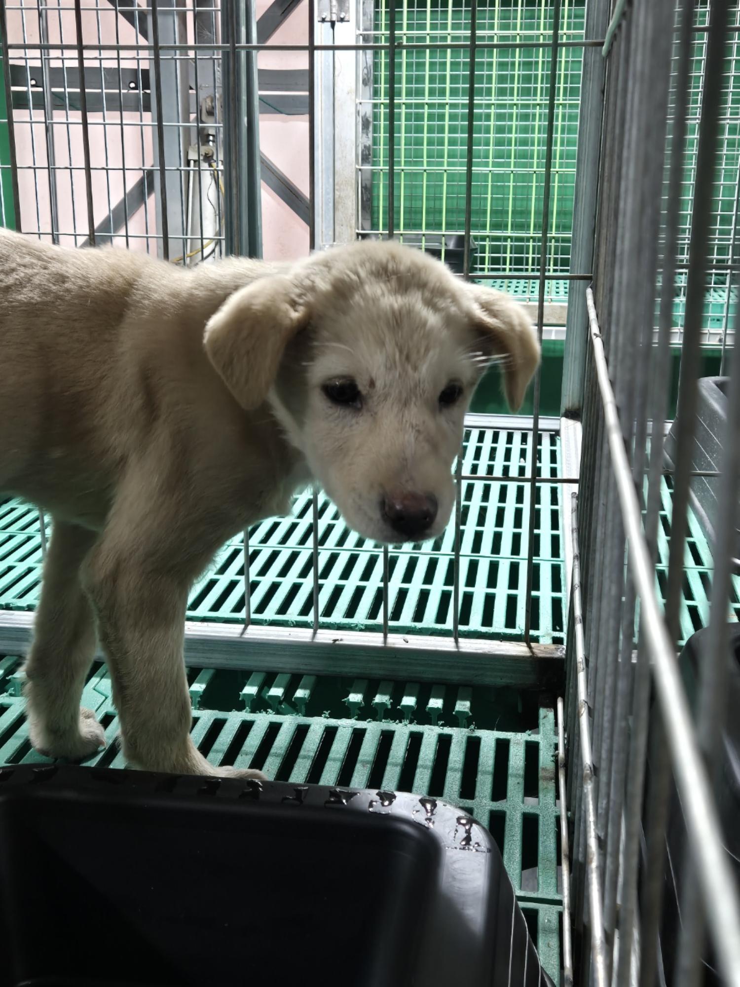 보호중 믹스견의 가…