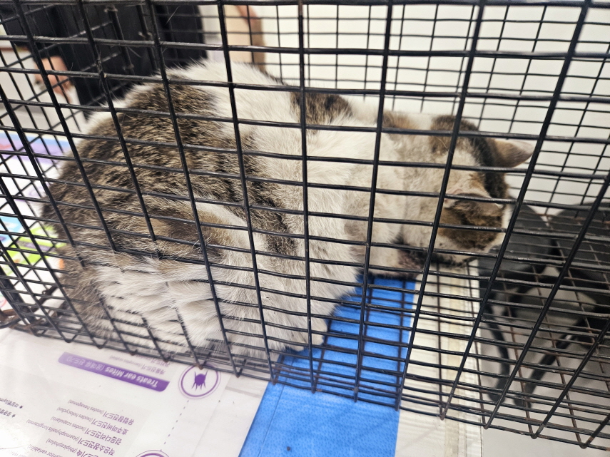 종료(자연사) 한국…