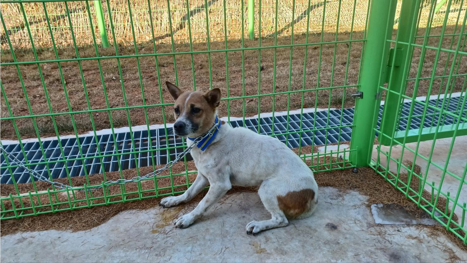 청도군동물보호센터_447519202400551