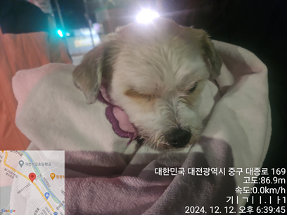 종료(반환) 믹스견…