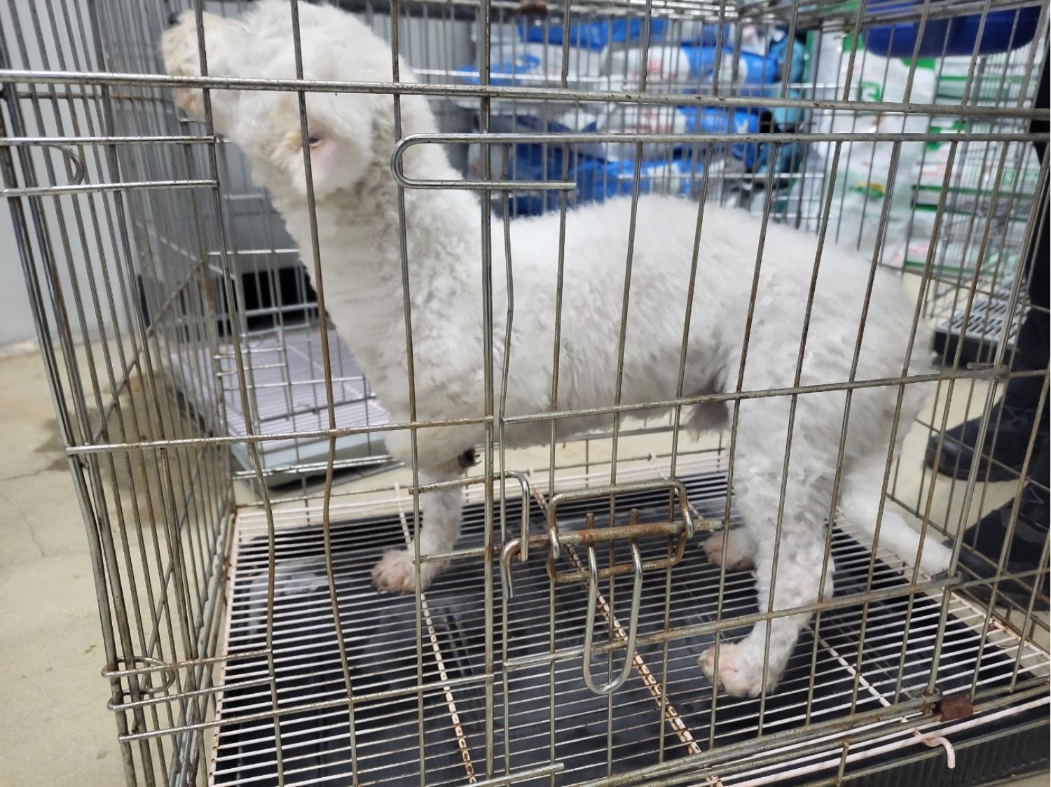 고양시동물보호센터_441394202402558