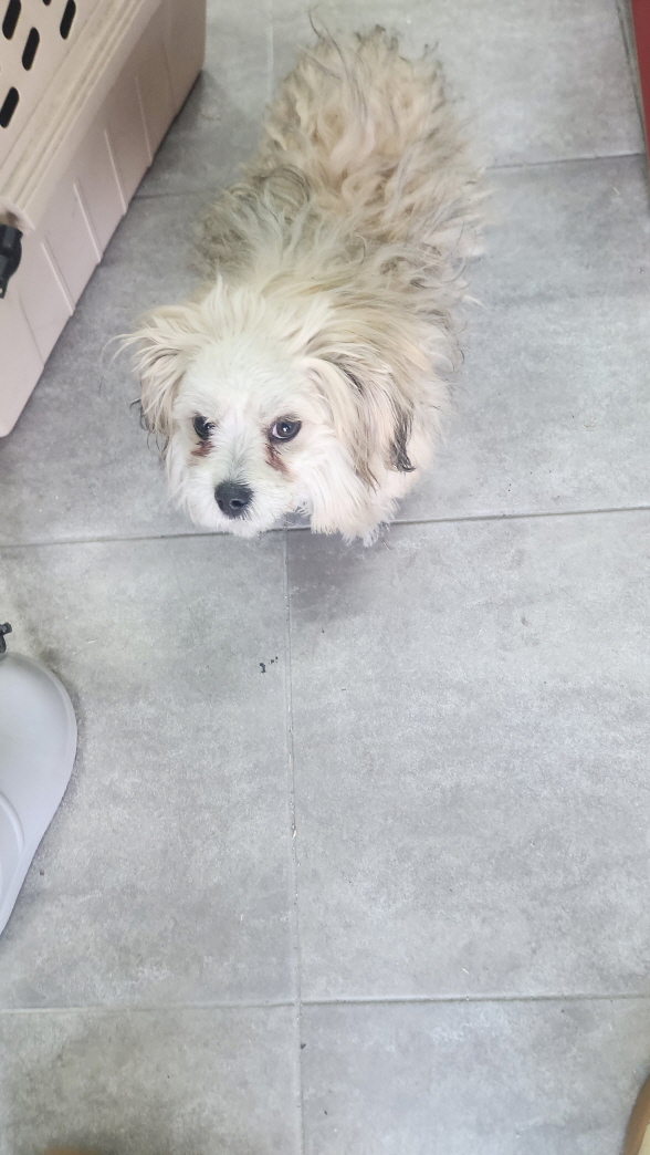 익산유기동물보호소_445468202403154