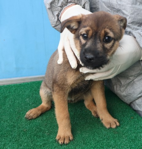 종료(안락사) 믹스…