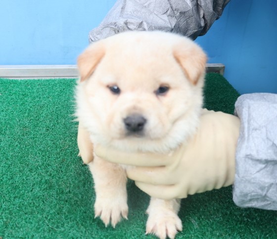 제주 동물보호센터_450650202403707