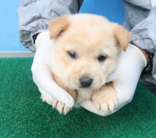 종료(안락사) 믹스…