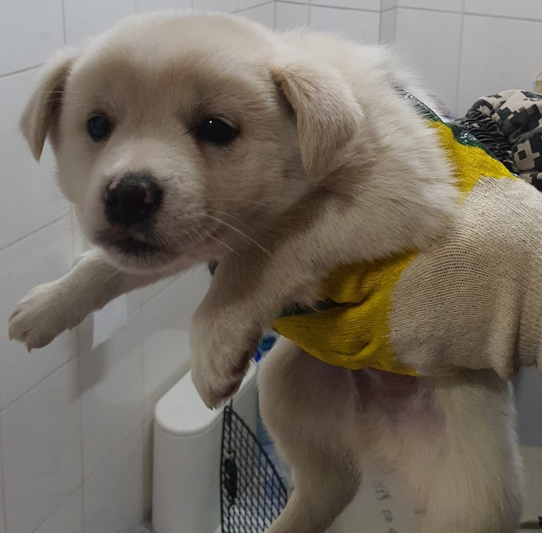 공주시 동물보호센터_444450202400863