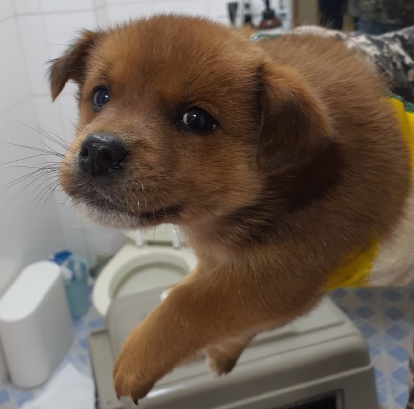 공주시 동물보호센터_444450202400861