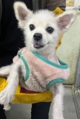 인천광역시수의사회_428353202401349