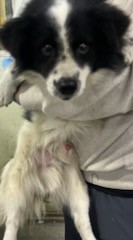 인천광역시수의사회_428352202400601