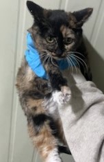 보호중 한국 고양이…