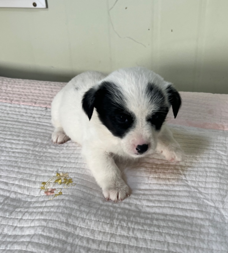 부산동물보호센터_426326202401108