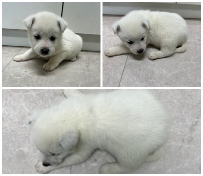 논산시 동물보호센터_444454202401159