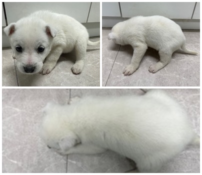 논산시 동물보호센터_444454202401160