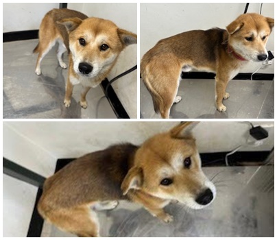 논산시 동물보호센터_444454202401157