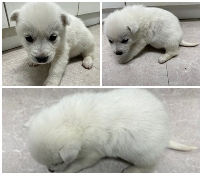 논산시 동물보호센터_444454202401158