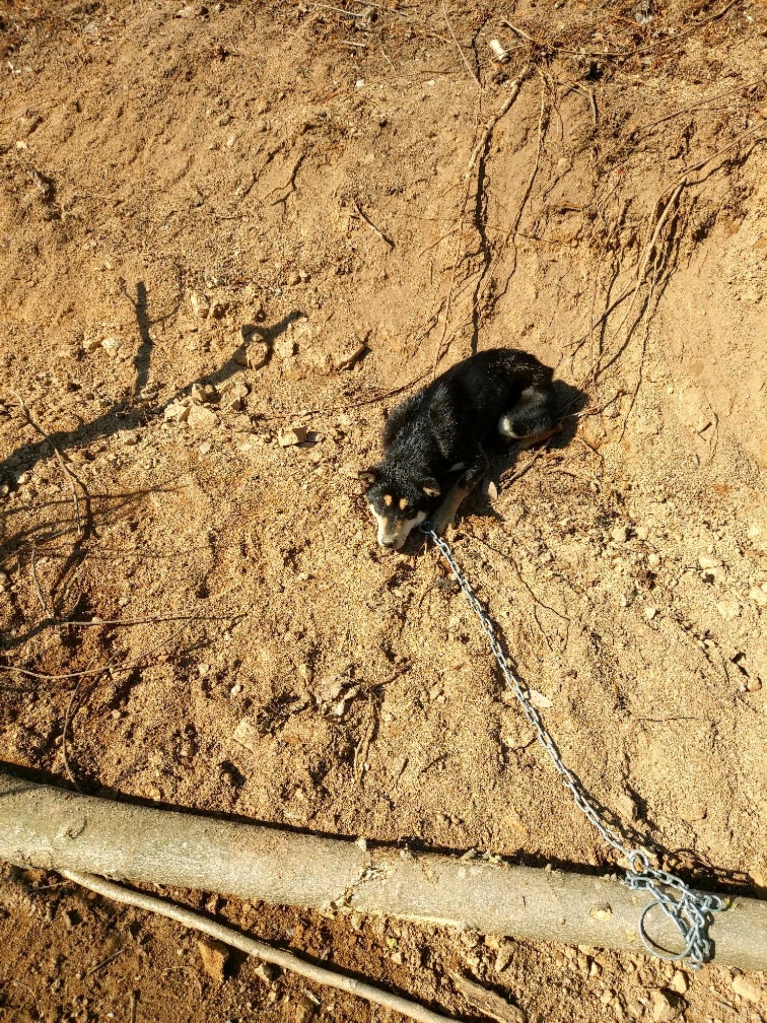 보호중 믹스견의 가…