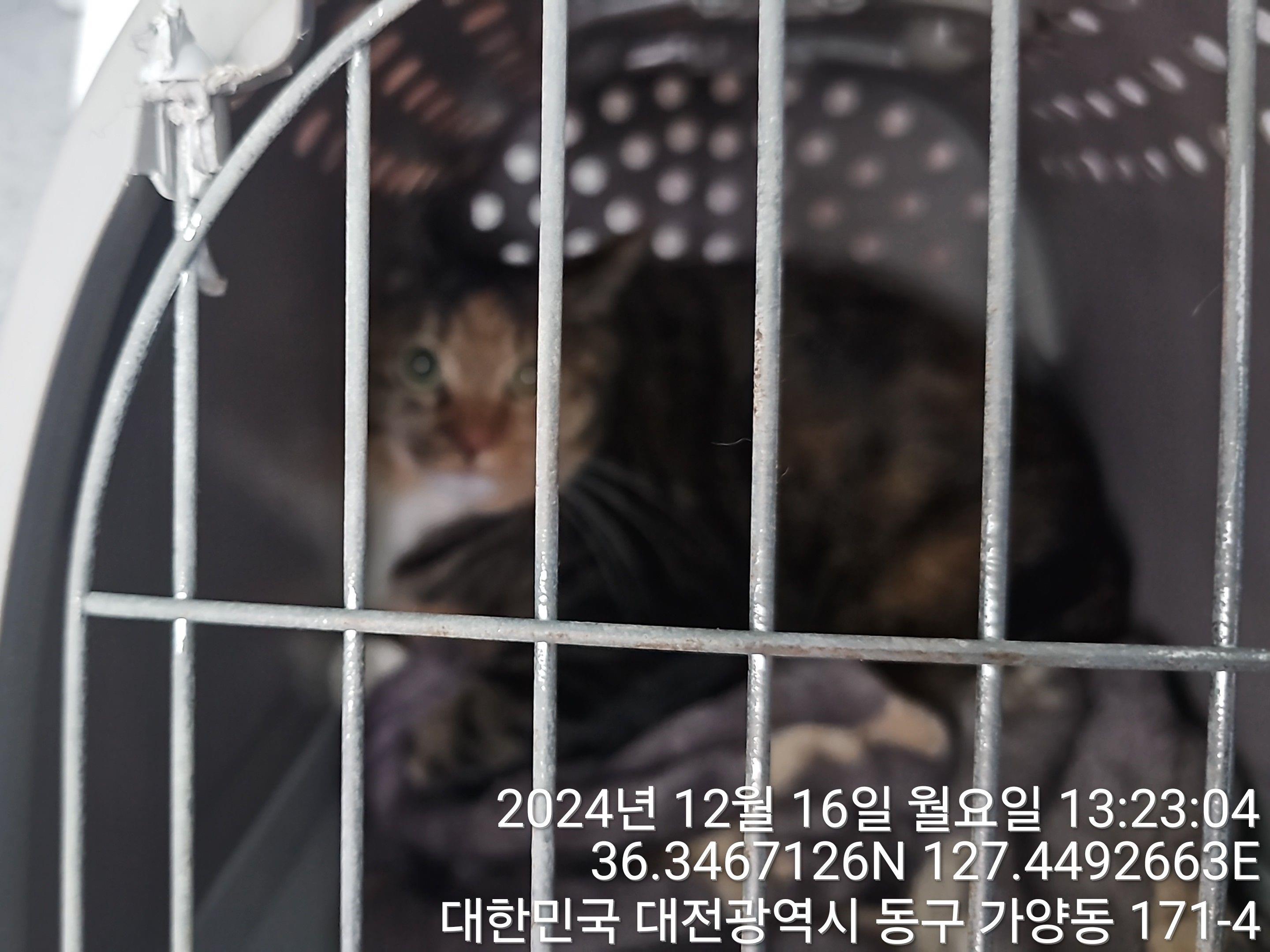 대전동물보호센터_430364202400811