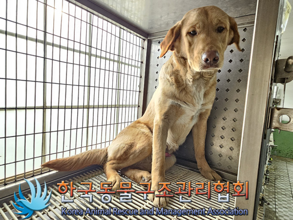 종료(반환) 믹스견…