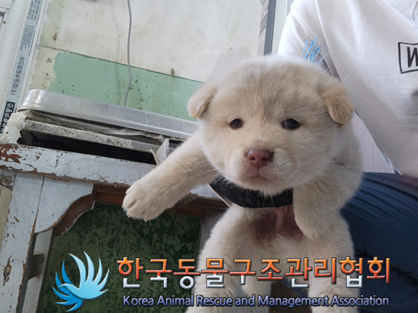 한국동물구조관리협회_441406202402223
