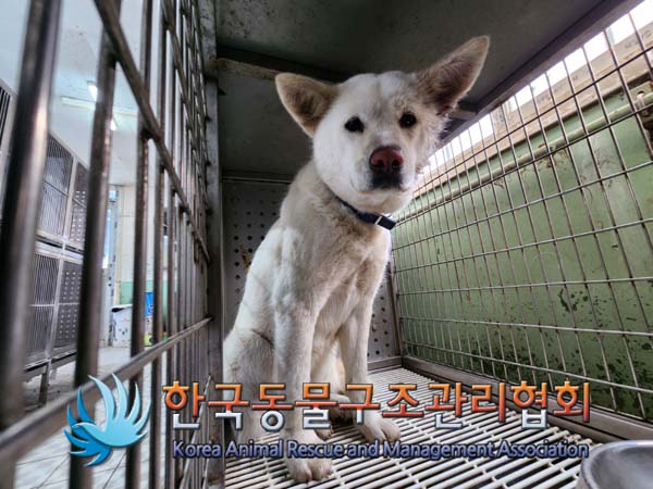 한국동물구조관리협회_441414202401022