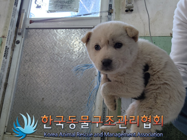 한국동물구조관리협회_441406202402225