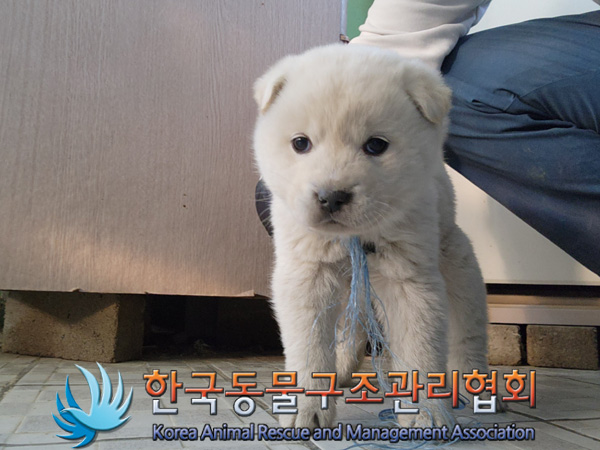 한국동물구조관리협회_441406202402226