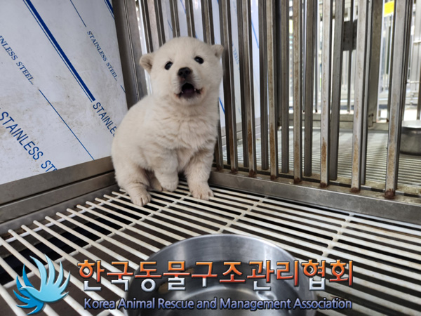 한국동물구조관리협회_441406202402224