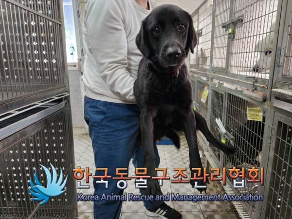 한국동물구조관리협회_441559202401439