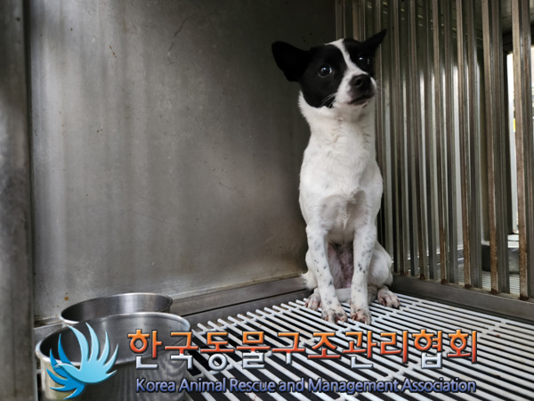 한국동물구조관리협회_441409202402019