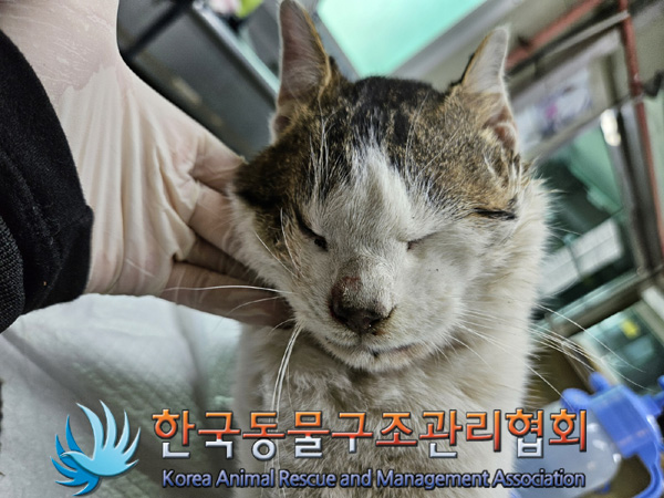 한국동물구조관리협회_441406202402220