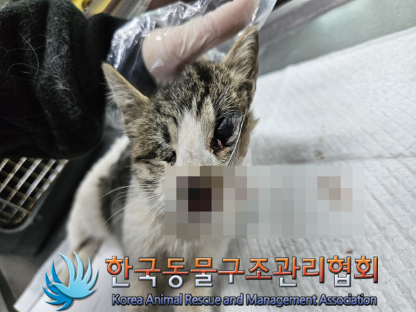 한국동물구조관리협회_441414202401023
