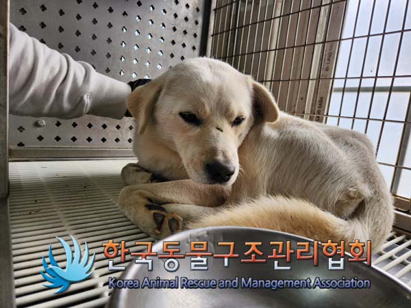 한국동물구조관리협회_441559202401440