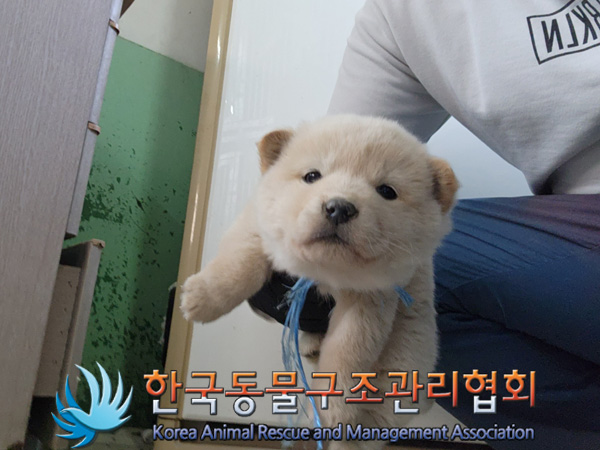 한국동물구조관리협회_441406202402222