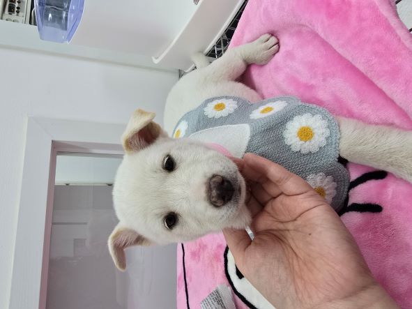 담양군 동물보호센터_446485202400832