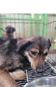 울산유기동물보호센터_431373202402080