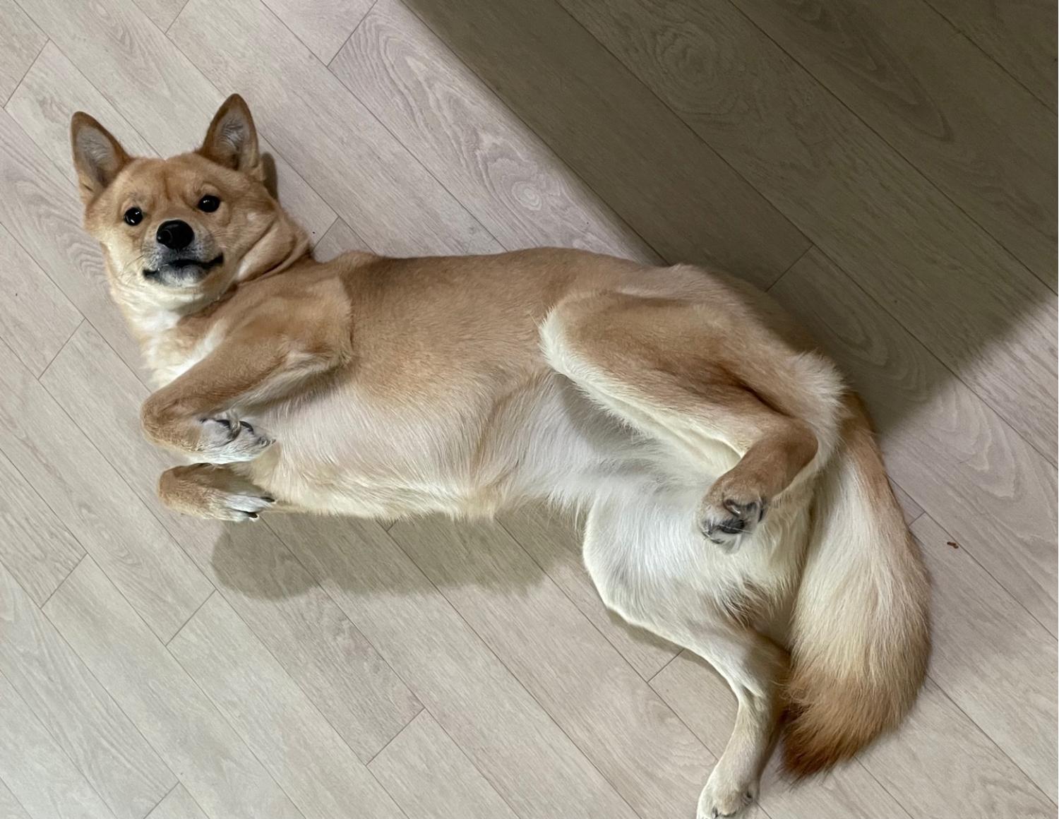 한국야생동물보호협회_441393202402091