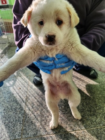 춘천시 동물보호센터_442418202401236