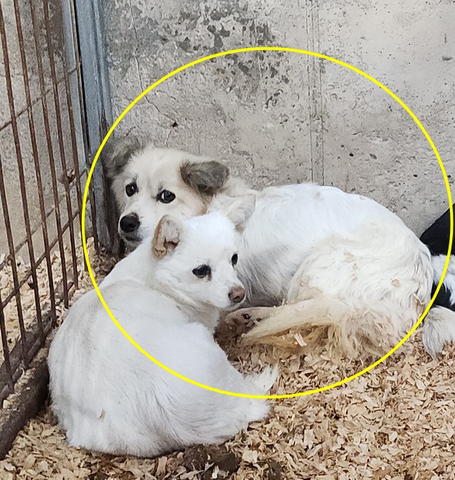 점곡동물보호센터_447516202400486
