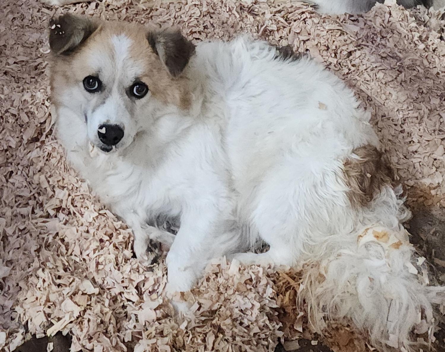 종료(안락사) 믹스…