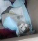 울산유기동물보호센터_431372202400700