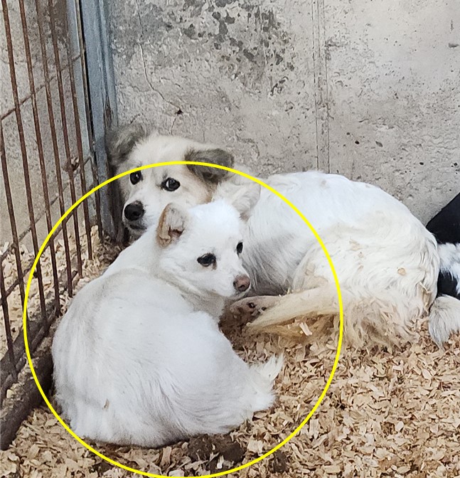 점곡동물보호센터_447516202400485