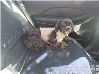 대전동물보호센터_430366202400841