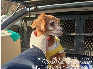 대전동물보호센터_430366202400849