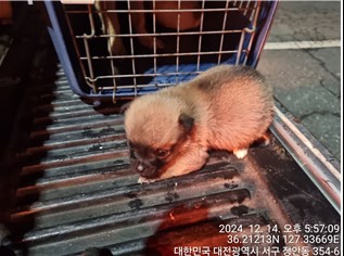 대전동물보호센터_430366202400843