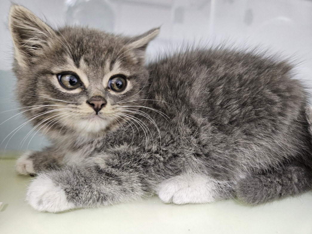 보령길고양이보호협회_444451202401282