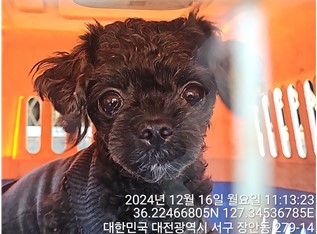 대전동물보호센터_430366202400847