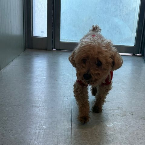 충주시동물보호센터_443439202400877