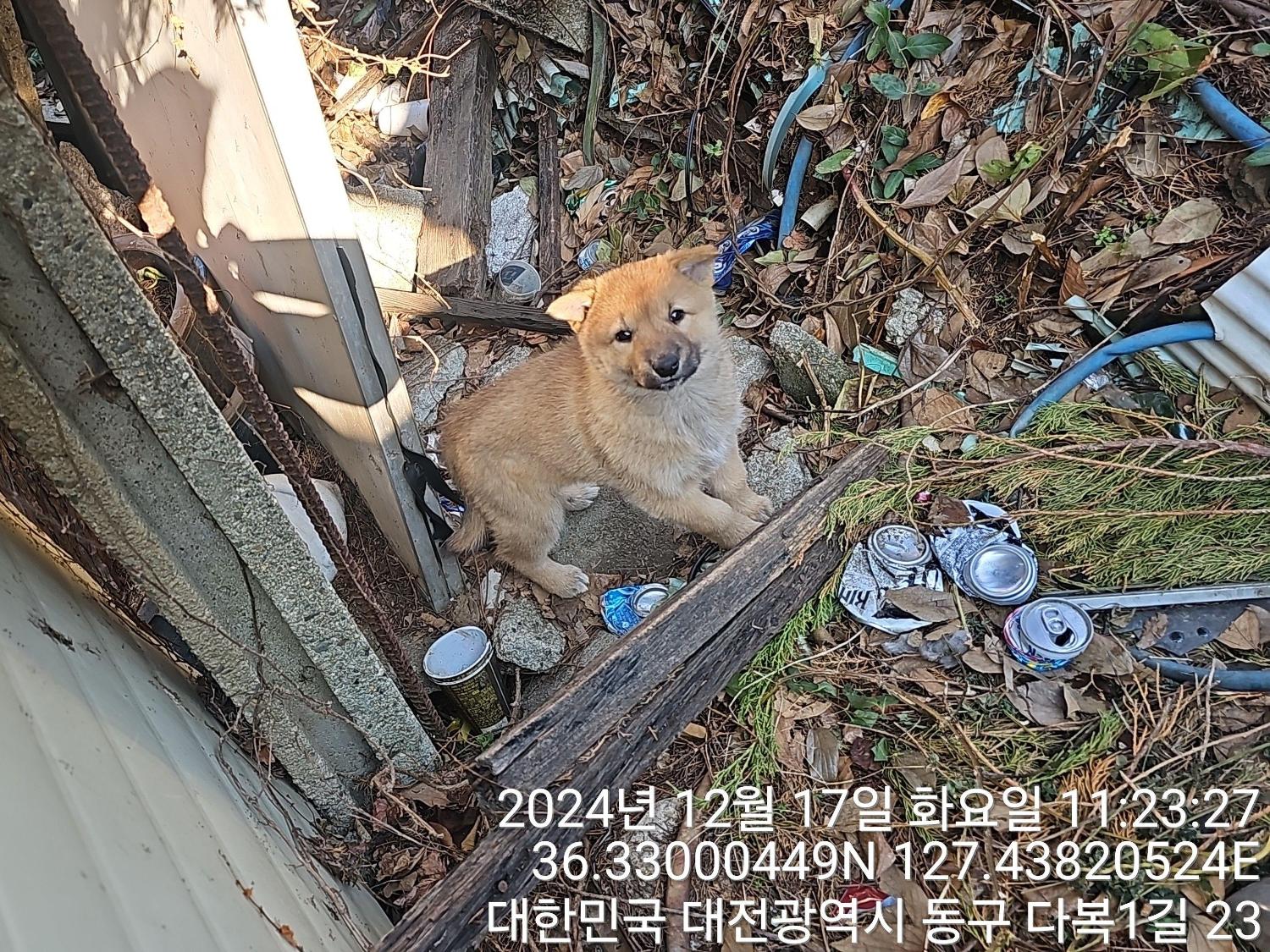 대전동물보호센터_430364202400814