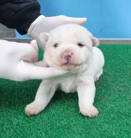 제주 동물보호센터_450650202403730